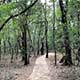 Activities around Shillong inc. David Scott Trail, Mawphlang Sacred Grove, and Sunset experience at Laitlum Canyons (100kms/8hrs) 