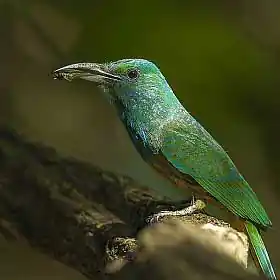 Image for Kaziranga Nameri Eaglenest Dirang Birding Tour Package
